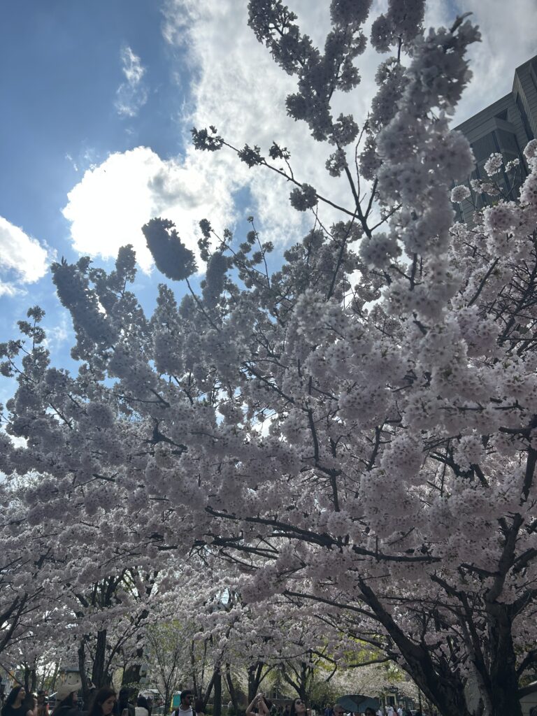 カナダの桜