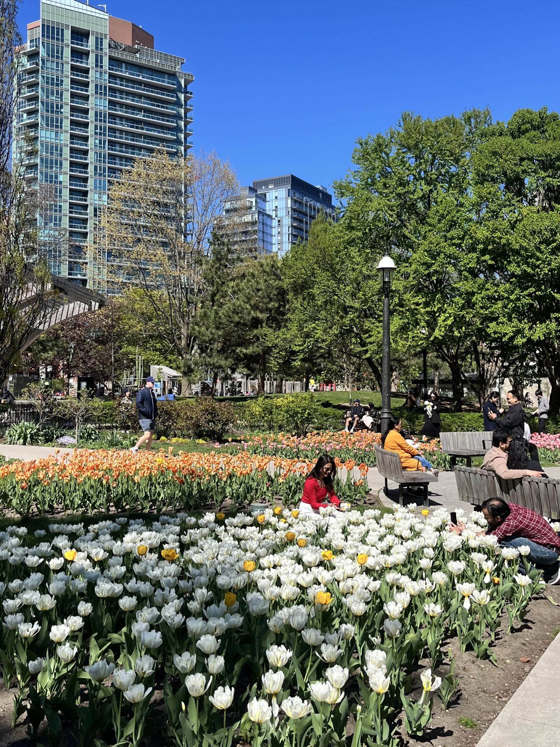 ヨーク大学