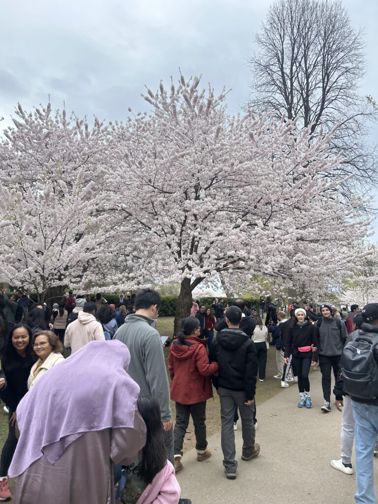 ヨーク大学