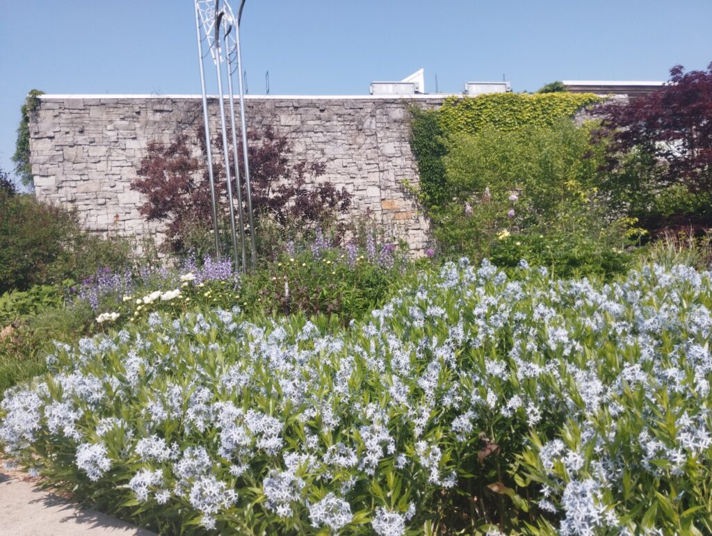 ヨーク大学